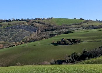 Foto 3 - Terreno agricolo Contrada Montenovo, Montelupone - foto 3