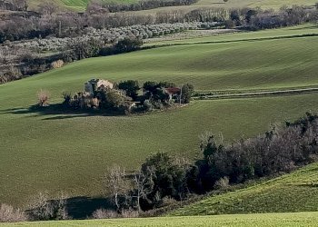 Foto 4 - Terreno agricolo Contrada Montenovo, Montelupone - foto 4