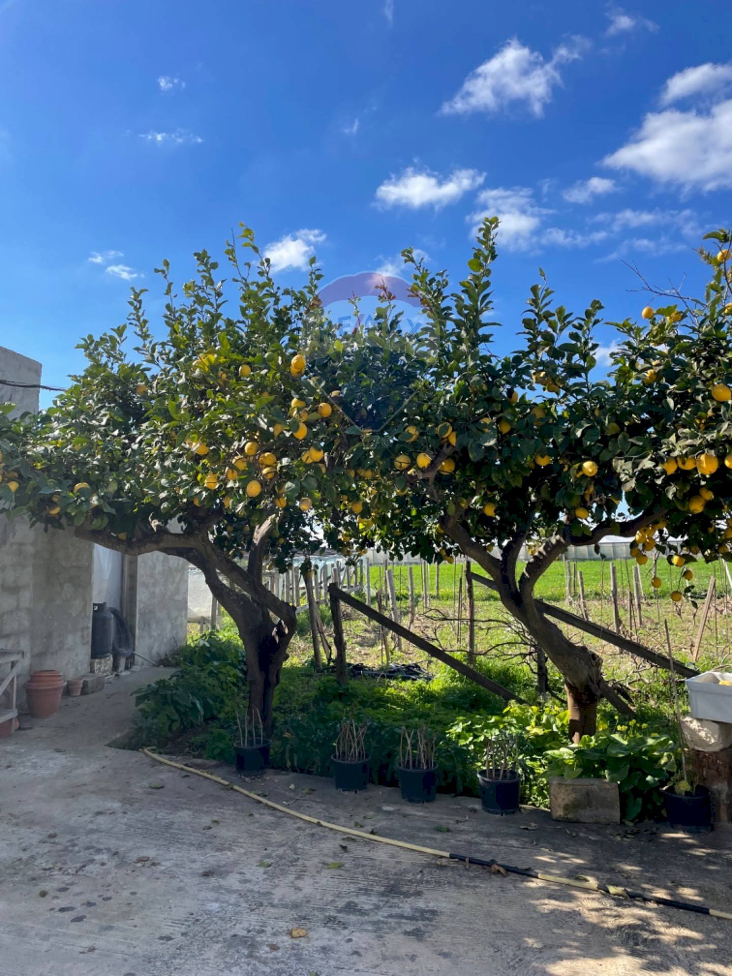 Giardino - Rustico CONTRADA PIANO GRANDE
 
SNC, Scicli - foto 1