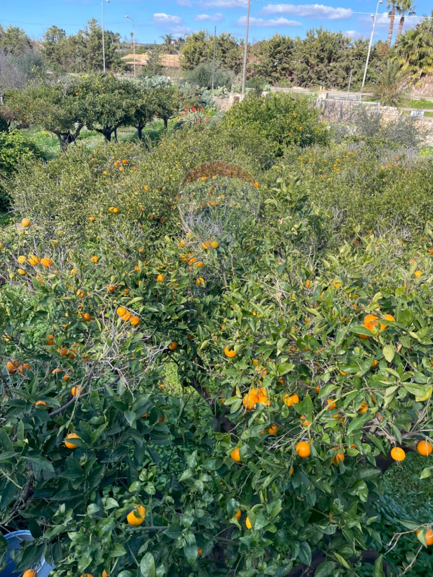 Giardino - Rustico CONTRADA PIANO GRANDE
 
SNC, Scicli - foto 2