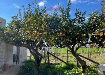 Giardino - Rustico CONTRADA PIANO GRANDE
 
SNC, Scicli - foto 1