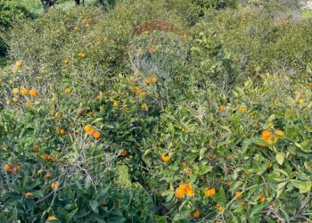 Giardino - Rustico CONTRADA PIANO GRANDE
 
SNC, Scicli - foto 2
