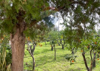 Giardino - Villa Contrada Barone
 
Snc, Scicli - foto 6