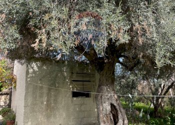 Giardino - Villa Contrada Barone
 
Snc, Scicli - foto 11