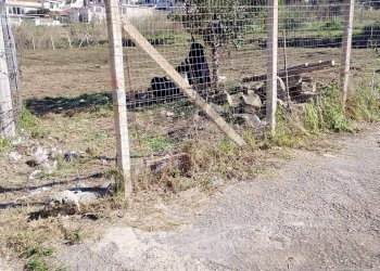 Giardino - Terreno agricolo via Isaia
 
snc, Scicli - foto 18