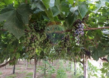 Giardino - Terreno agricolo C/da Mazzarronello, Chiaramonte Gulfi - foto 1