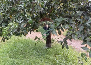 Giardino - Terreno agricolo C/da Mazzarronello, Chiaramonte Gulfi - foto 4