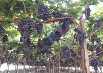 Giardino - Terreno agricolo C/da Mazzarronello, Chiaramonte Gulfi - foto 8