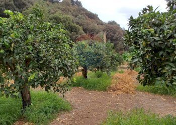 Giardino - Terreno agricolo C/da Mazzarronello, Chiaramonte Gulfi - foto 12
