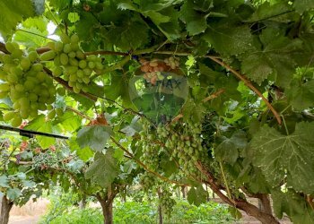 Giardino - Terreno agricolo C/da Mazzarronello, Chiaramonte Gulfi - foto 13