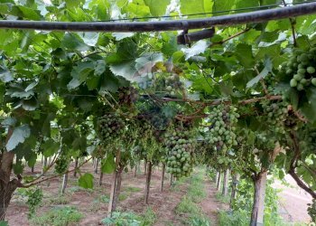 Giardino - Terreno agricolo C/da Mazzarronello, Chiaramonte Gulfi - foto 14