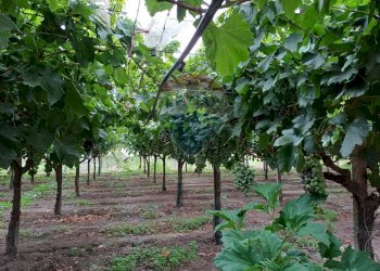 Giardino - Terreno agricolo C/da Mazzarronello, Chiaramonte Gulfi - foto 15
