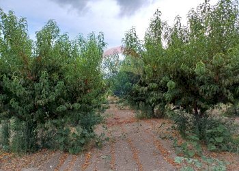 Giardino - Terreno agricolo C/da Mazzarronello, Chiaramonte Gulfi - foto 20