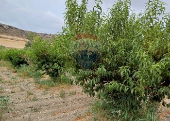Giardino - Terreno agricolo C/da Mazzarronello, Chiaramonte Gulfi - foto 21
