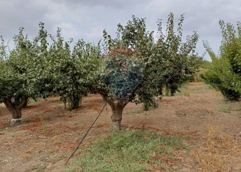 Giardino - Terreno agricolo C/da Mazzarronello, Chiaramonte Gulfi - foto 30