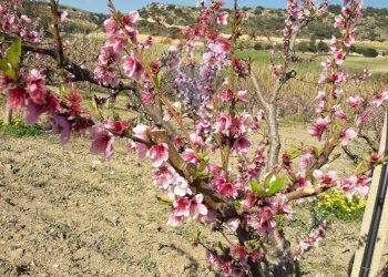 Giardino - Terreno agricolo C/da Mazzarronello, Chiaramonte Gulfi - foto 34