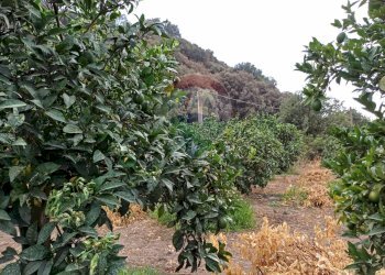 Giardino - Terreno agricolo C/da Mazzarronello, Chiaramonte Gulfi - foto 36