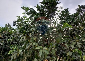 Giardino - Terreno agricolo C/da Mazzarronello, Chiaramonte Gulfi - foto 37