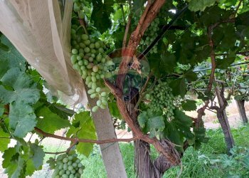 Giardino - Terreno agricolo C/da Mazzarronello, Chiaramonte Gulfi - foto 40