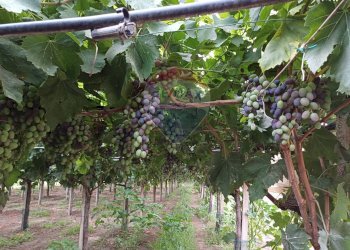 Giardino - Terreno agricolo C/da Mazzarronello, Chiaramonte Gulfi - foto 41