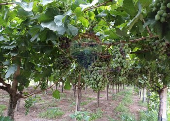 Giardino - Terreno agricolo C/da Mazzarronello, Chiaramonte Gulfi - foto 42