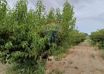 Giardino - Terreno agricolo C/da Mazzarronello, Chiaramonte Gulfi - foto 47