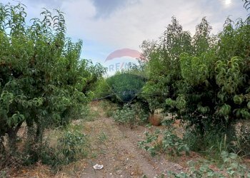 Giardino - Terreno agricolo C/da Mazzarronello, Chiaramonte Gulfi - foto 48