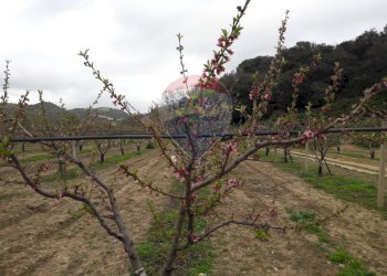 Giardino - Terreno agricolo C/da Mazzarronello, Chiaramonte Gulfi - foto 49
