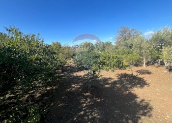 Giardino - Villa VIA PIETRE NERE  CAVA ISPICA
 
98, Modica - foto 35