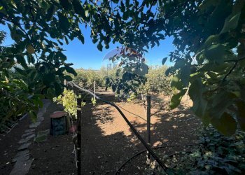 Giardino - Villa VIA PIETRE NERE  CAVA ISPICA
 
98, Modica - foto 36