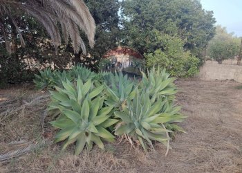 Giardino - Villa contrada Cozzo Ucci, Scicli - foto 4