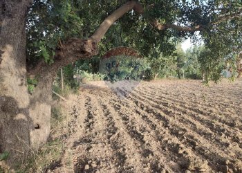 Giardino - Villa contrada Cozzo Ucci, Scicli - foto 11