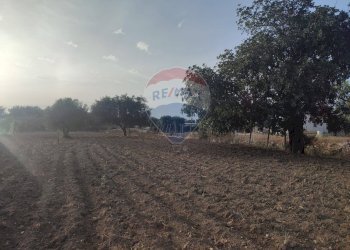 Giardino - Villa contrada Cozzo Ucci, Scicli - foto 12