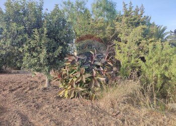 Giardino - Villa contrada Cozzo Ucci, Scicli - foto 16