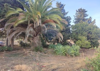 Giardino - Villa contrada Cozzo Ucci, Scicli - foto 17