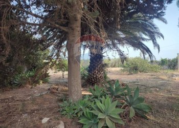 Giardino - Villa contrada Cozzo Ucci, Scicli - foto 19