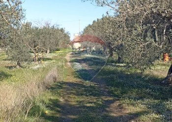 Giardino - Rustico contrada  mandredonna
 
snc, Chiaramonte Gulfi - foto 9