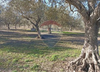 Giardino - Rustico contrada  mandredonna
 
snc, Chiaramonte Gulfi - foto 12