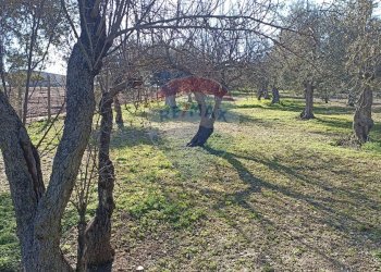 Giardino - Rustico contrada  mandredonna
 
snc, Chiaramonte Gulfi - foto 14