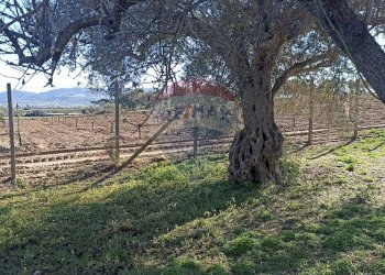 Giardino - Rustico contrada  mandredonna
 
snc, Chiaramonte Gulfi - foto 15