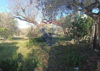 Giardino - Rustico contrada  mandredonna
 
snc, Chiaramonte Gulfi - foto 16