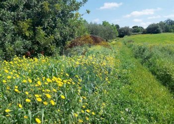 Giardino - Terreno agricolo via delle cernie, Pozzallo - foto 7