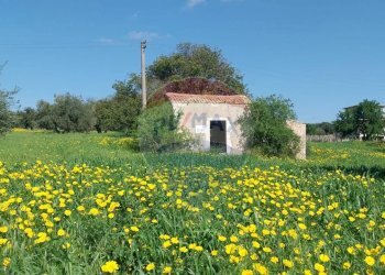 Giardino - Terreno agricolo via delle cernie, Pozzallo - foto 10