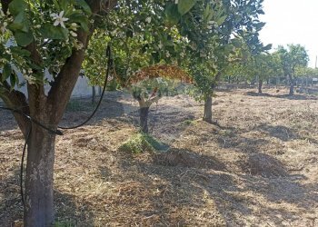 Giardino - Casa indipendente venticinque luglio
 
225, Comiso - foto 22