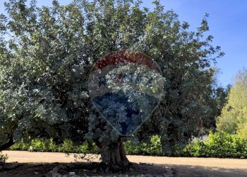 Giardino - Villa CONTRADA FORTURA STRADA COMUNALE 21, Vittoria - foto 13