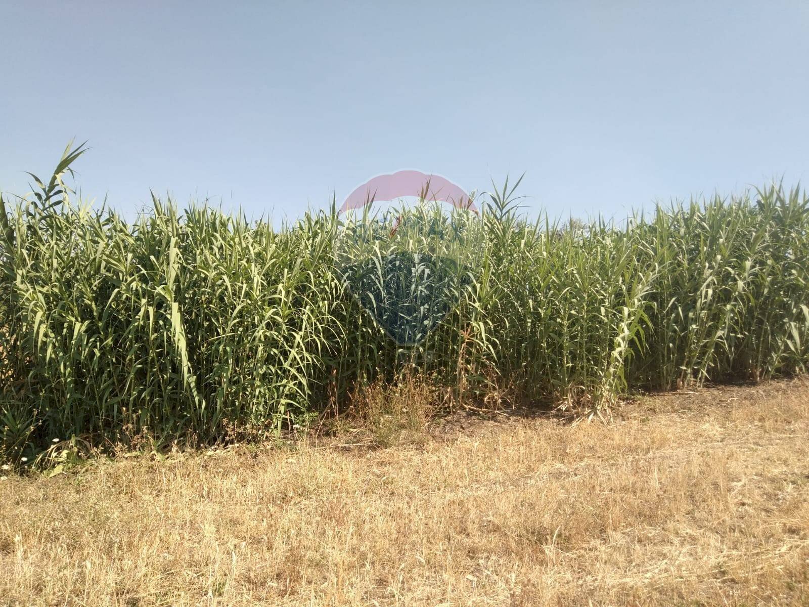 Giardino - Rustico C.da Gazzena, Monterosso Almo - foto 3