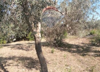 Giardino - Rustico C.da Gazzena, Monterosso Almo - foto 22