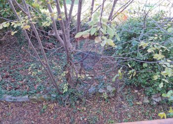 Giardino - Casa semi indipendente Via Isonzo
 
110, Rapino - foto 12