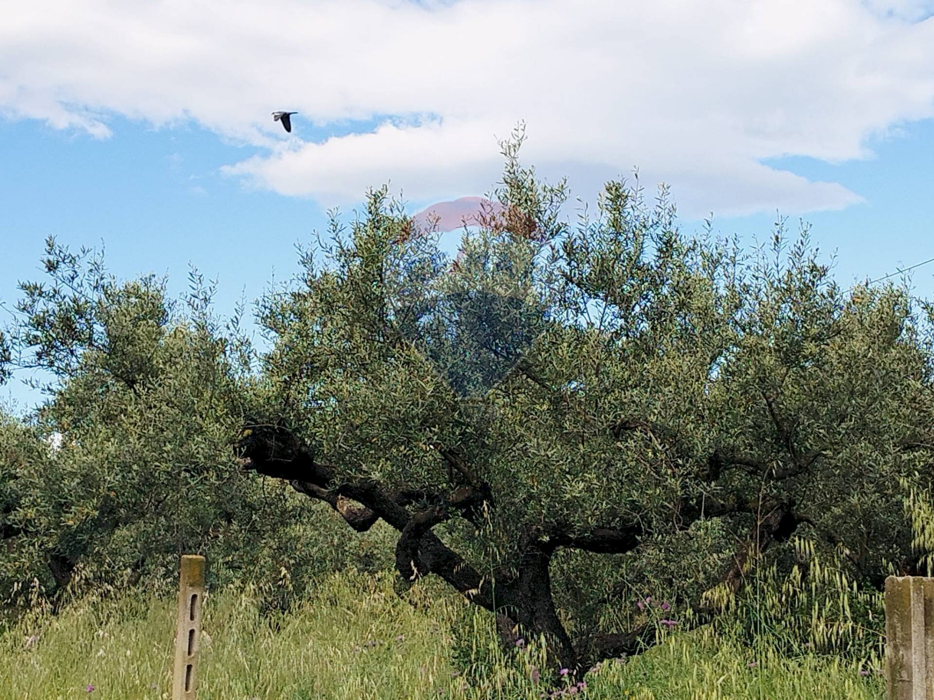Giardino - Agricultural land VIA VENTIGNANO, Cepagatti - photo 2