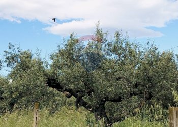 Giardino - Agricultural land VIA VENTIGNANO, Cepagatti - photo 2